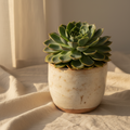 Mature green echeveria succulent in a designer cream stoneware planter on linen, soft window light